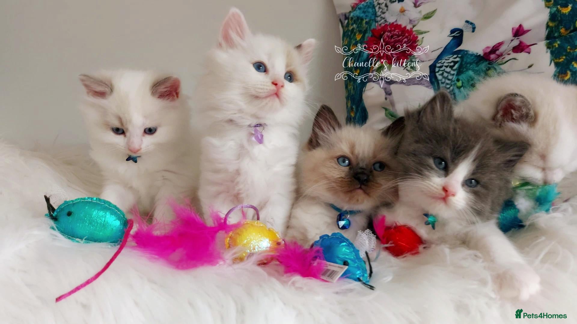 Ragdoll cats BEAUTIFUL CROSS RAGDOLL/PERSIAN 😻😻😻😻  - Advert 7