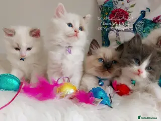 Ragdoll cats BEAUTIFUL CROSS RAGDOLL/PERSIAN 😻😻😻😻 - Advert 7