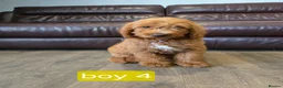 Labradoodle dogs for sale: Adorable F1B Miniature Labradoodle Pups 🐾🩷 - Advert 27