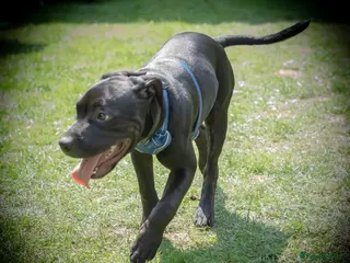 Staffordshire Bull Terrier dogs Staffordshire Bull Terrier Puppy - Advert 2