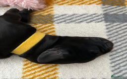 Cockerdor dogs for sale: Cockador Puppies for sale - Image 18