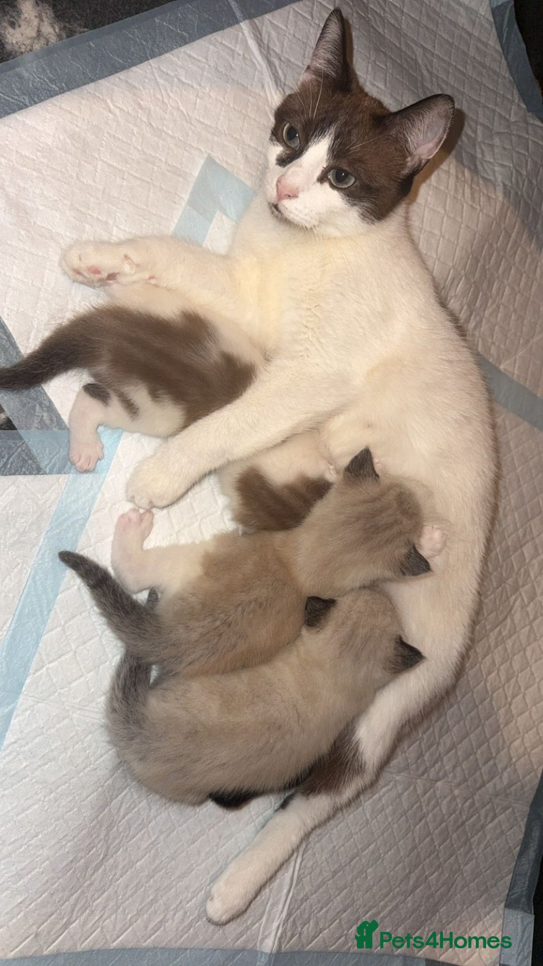 Ragdoll cats for sale: Ragdoll - Image 8