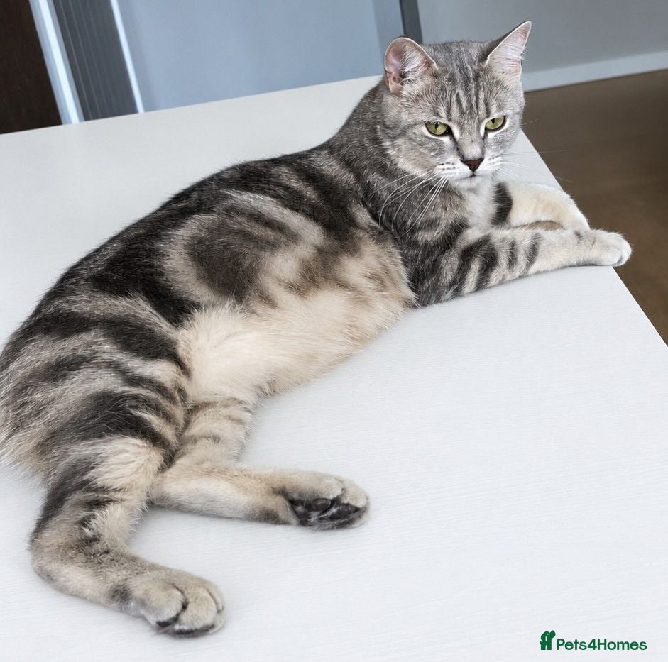 British Shorthair cats 🌸 GCCF & TICA ACTIVE 🌸 BSH 🌸 - Advert 2