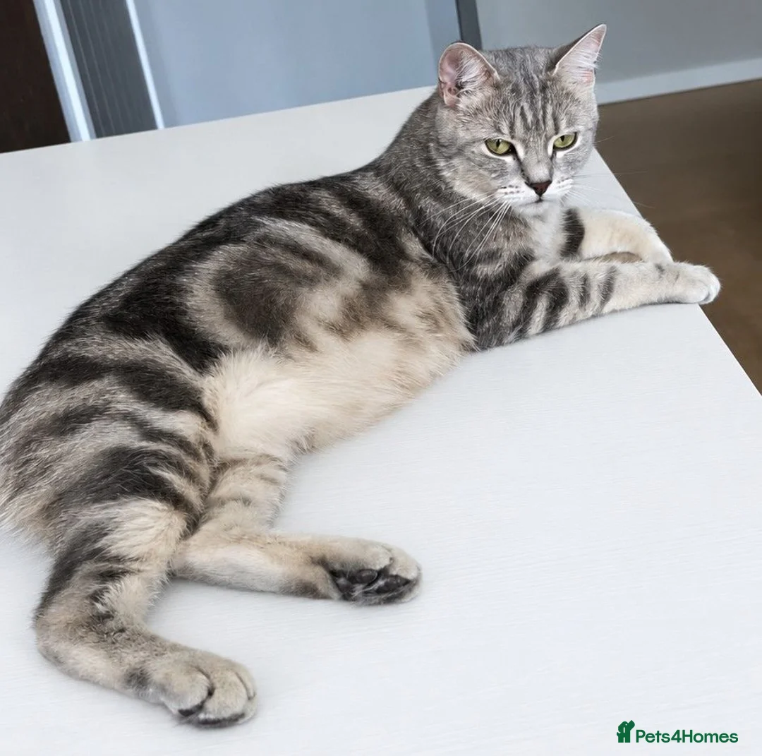 British Shorthair cats for sale: 🌸 GCCF & TICA ACTIVE 🌸 BSH 🌸 - Advert 1