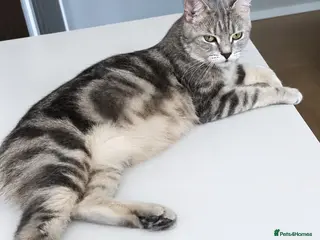 British Shorthair cats 🌸 GCCF & TICA ACTIVE 🌸 BSH 🌸 - Advert 18