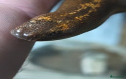 Boa Snake reptiles for sale: Stripe Het Anery Adult Male Kenyan Sand Boa - Advert 2