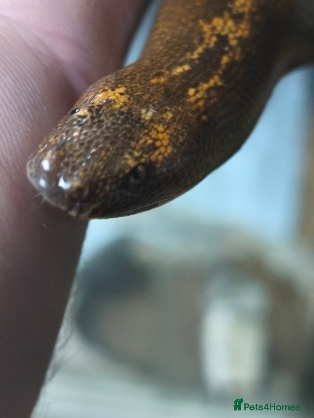Boa Snake reptiles for sale: Stripe Het Anery Adult Male Kenyan Sand Boa - Advert 2