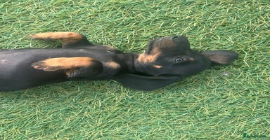 Dachshund dogs - Advert 3