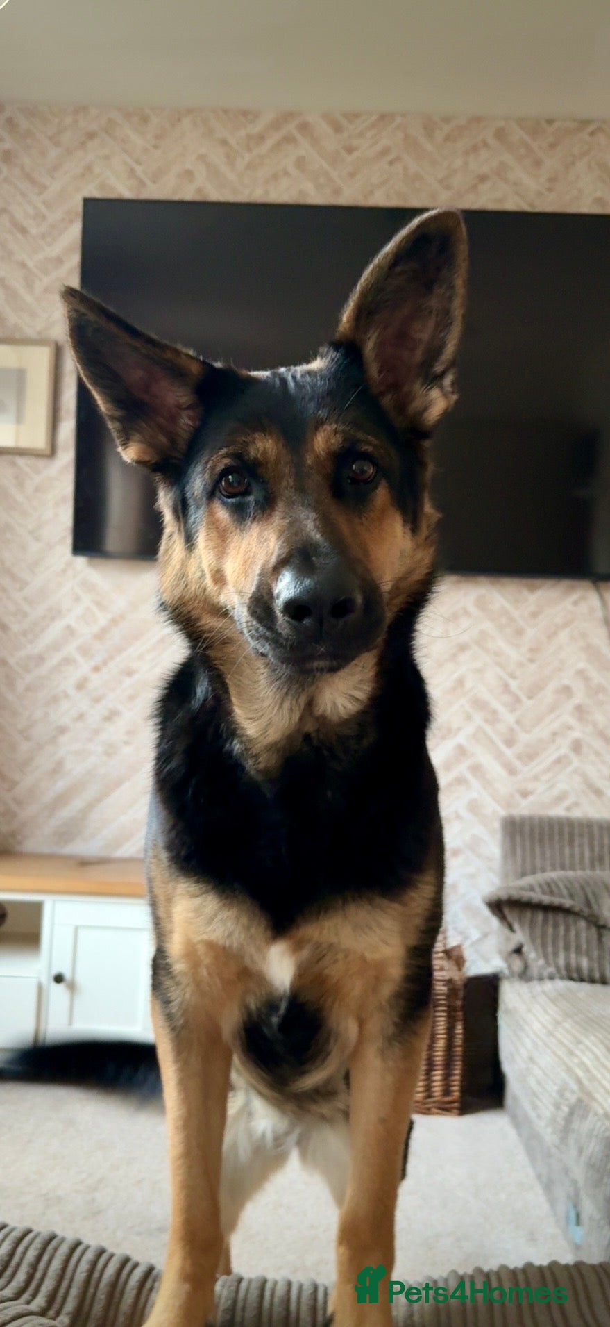 German Shepherd dogs New home needed for GSD - Advert 1