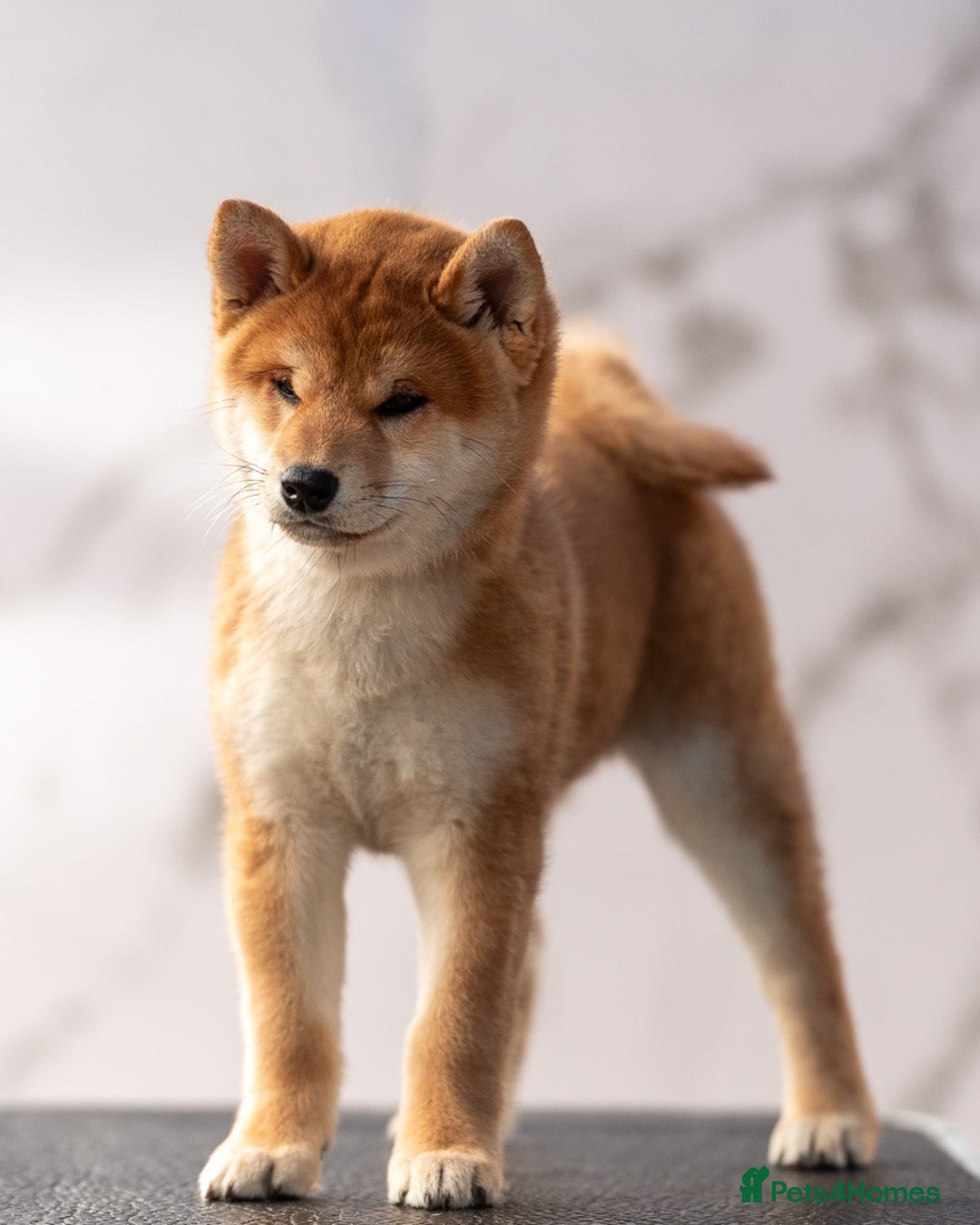 Japanese Shiba Inu Puppies for sale in Blackburn, Blackburn with Darwen |  Pets4Homes