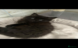 Maine Coon cats for sale: Maine coon  X ragdoll - Image 1