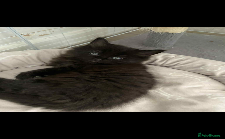 Maine Coon cats - Advert 3