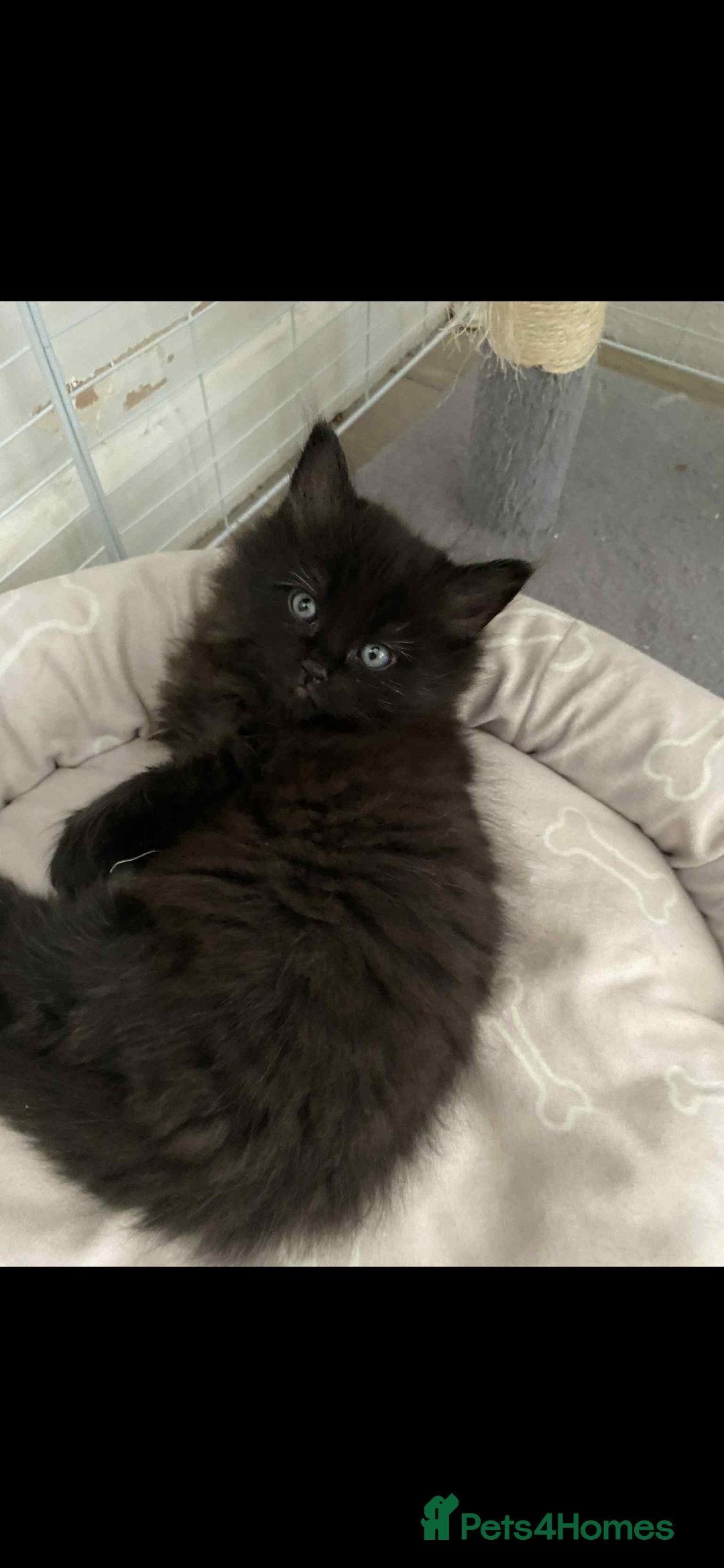 Maine Coon cats for sale: Maine coon  X ragdoll - Image 1