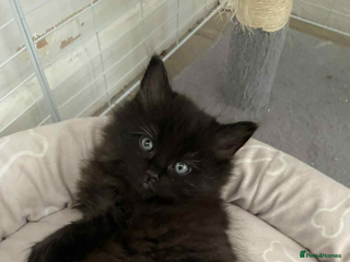 Maine Coon cats - Advert 1