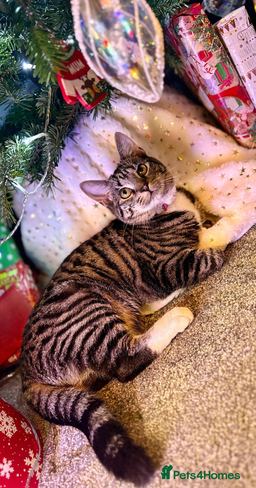 Domestic Shorthair cats for sale: 8 month old female kitten  - Advert 1