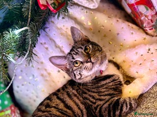 Domestic Shorthair cats 8 month old female kitten - Advert 11