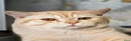 British Shorthair cats for sale: Beautiful British short hair kittens - Advert 26