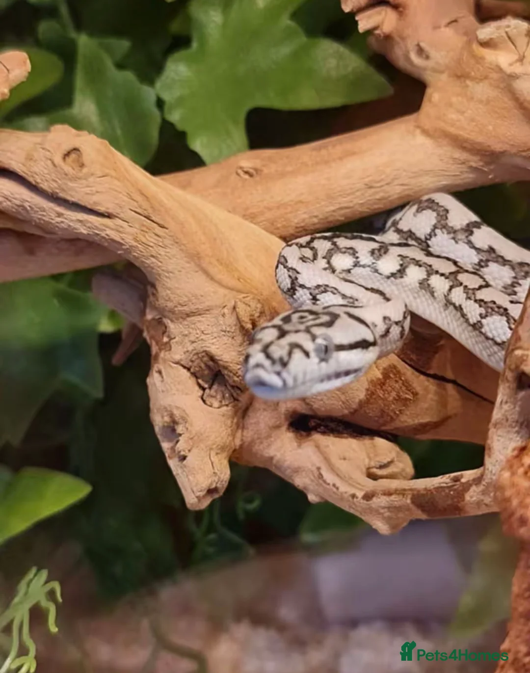 Boa Snake reptiles for sale: Various types of snakes  - Advert 3