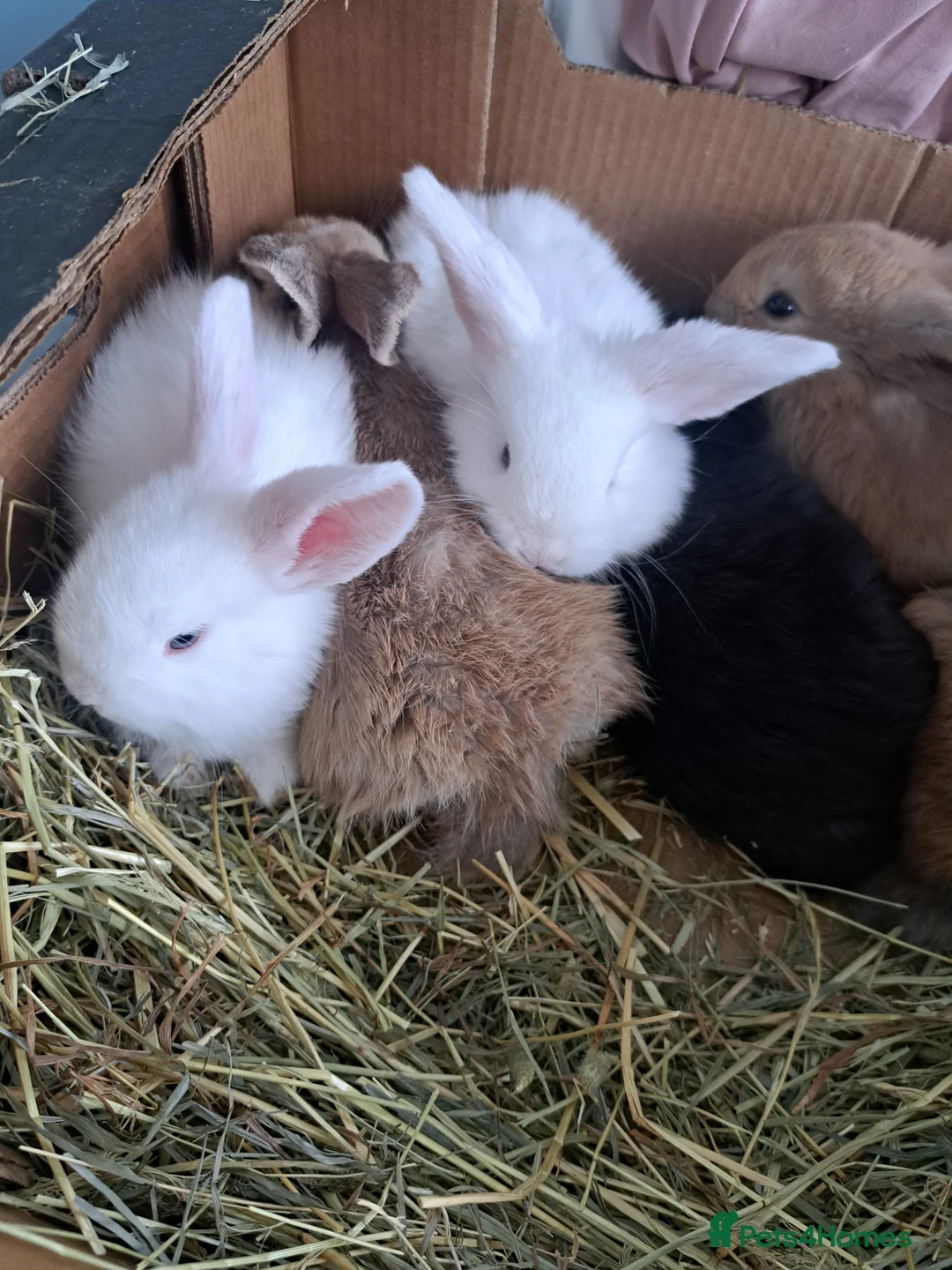 French Lop rabbits for sale: Baby lop eared rabbits - Advert 2