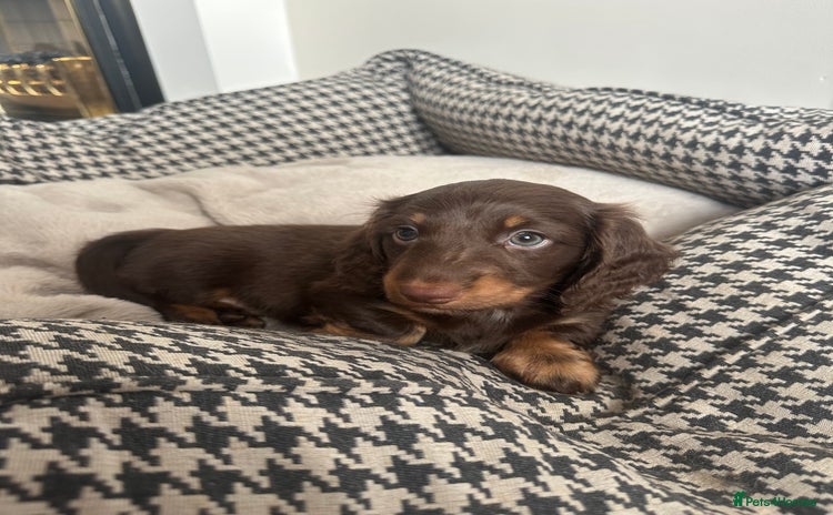 Miniature Dachshund dogs - Advert 1