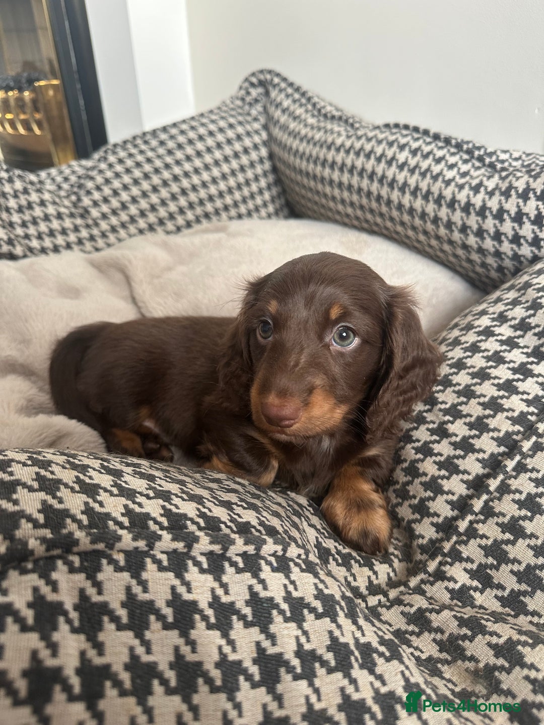 Miniature Dachshund dogs for sale: Chocolate litter of long hair mini dachshunds - Image 1