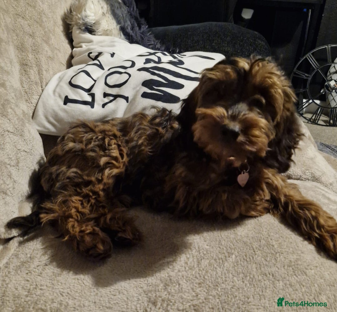 Cockapoo dogs for sale: Gorgeous female Cockerpoo - Image 2