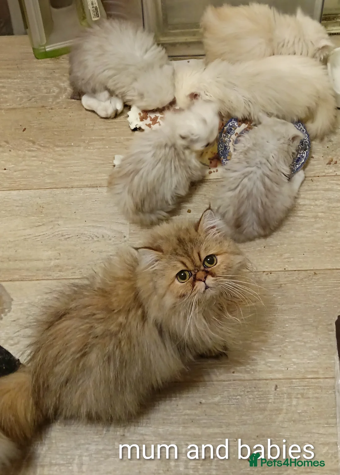 Persian cats for sale: ♦🍒White tipped Persian kittens ready now - Advert 13