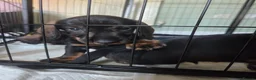 Dachshund dogs for sale: Kc registered wire haired dachshund's - Advert 5