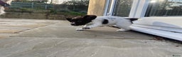English Springer Spaniel dogs for sale: KC Registered English Springer Spaniel Female Pups - Advert 14