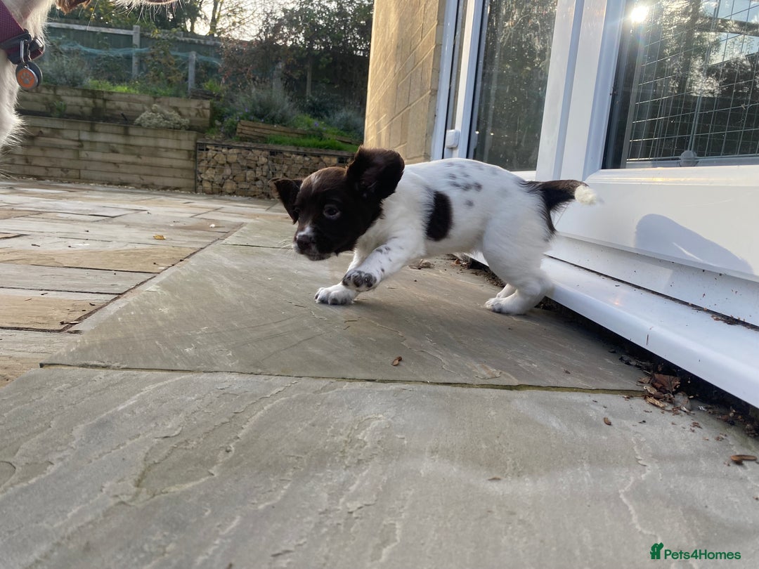 English Springer Spaniel dogs for sale: KC Registered English Springer Spaniel Female Pups - Advert 14