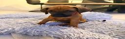 Rhodesian Ridgeback dogs for sale: Outstanding Rhodesian Ridgeback puppies ready 4wk - Advert 10