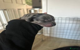 Cockapoo dogs for sale: 5 gorgeous cockapoos - Image 8