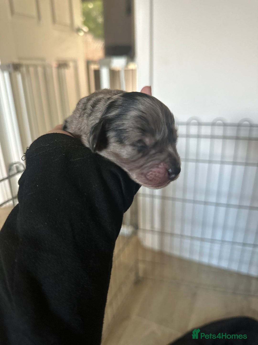 Cockapoo dogs for sale: 5 gorgeous cockapoos - Image 8