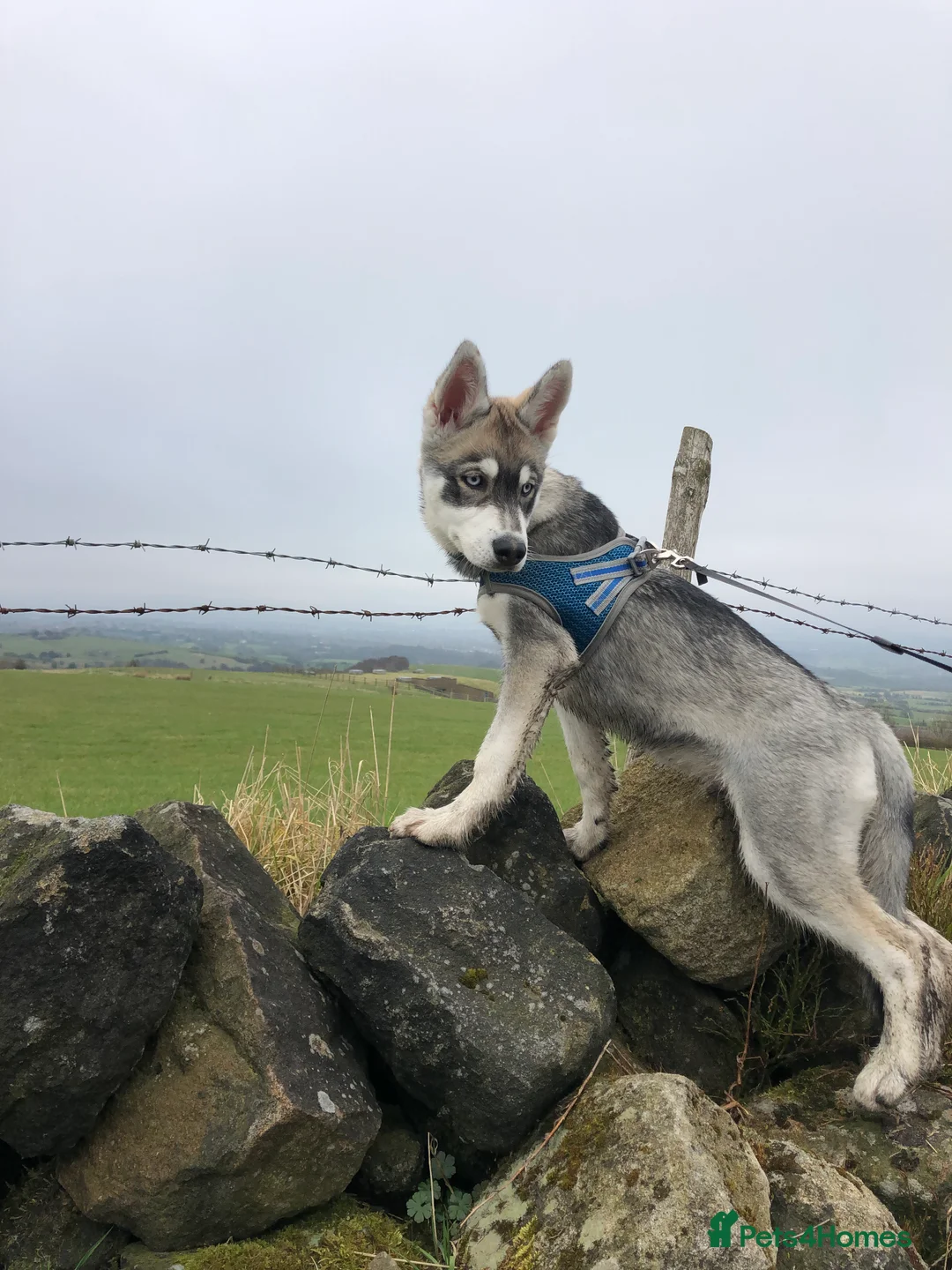 Siberian Husky dogs for stud:  Loki in Heywood - Advert 12