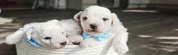 Bichon Frise dogs for sale: Sweet Bichon Frise puppies- Champion Bloodline - Advert 14