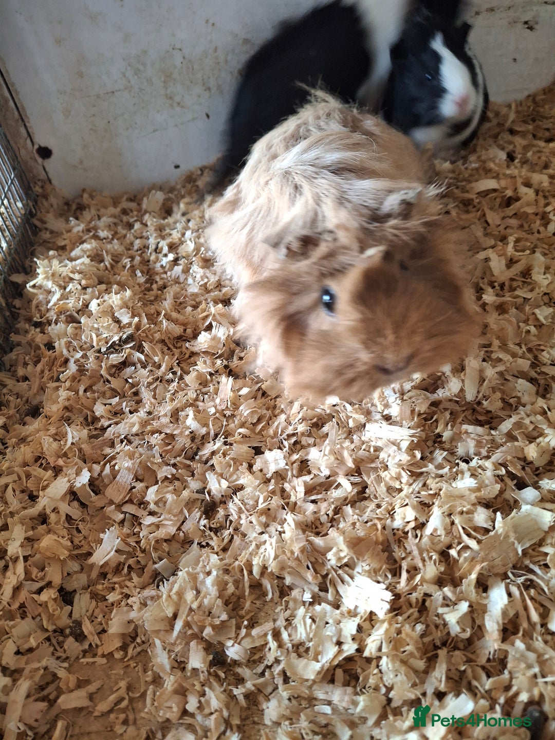 Guinea Pig rodents for sale: Female guinea pigs, various ages - Image 6