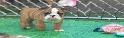 English Bulldog dogs for sale: 3 girls ready NOW *fully vaccinated, checked** - Advert 24