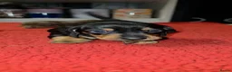 Miniature Dachshund dogs for sale: Miniature Dachshund  in Denny - Advert 5