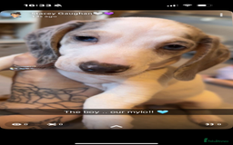 Miniature Dachshund dogs for sale: Miniature dachshund  - Image 2