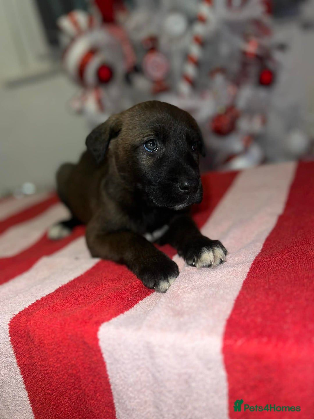 Mixed Breed dogs for sale: Cane Corso X Belgian Malis - Advert 7