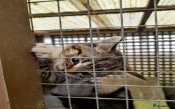 Aegean cats for sale: Agean x Kittens for sale - Image 9