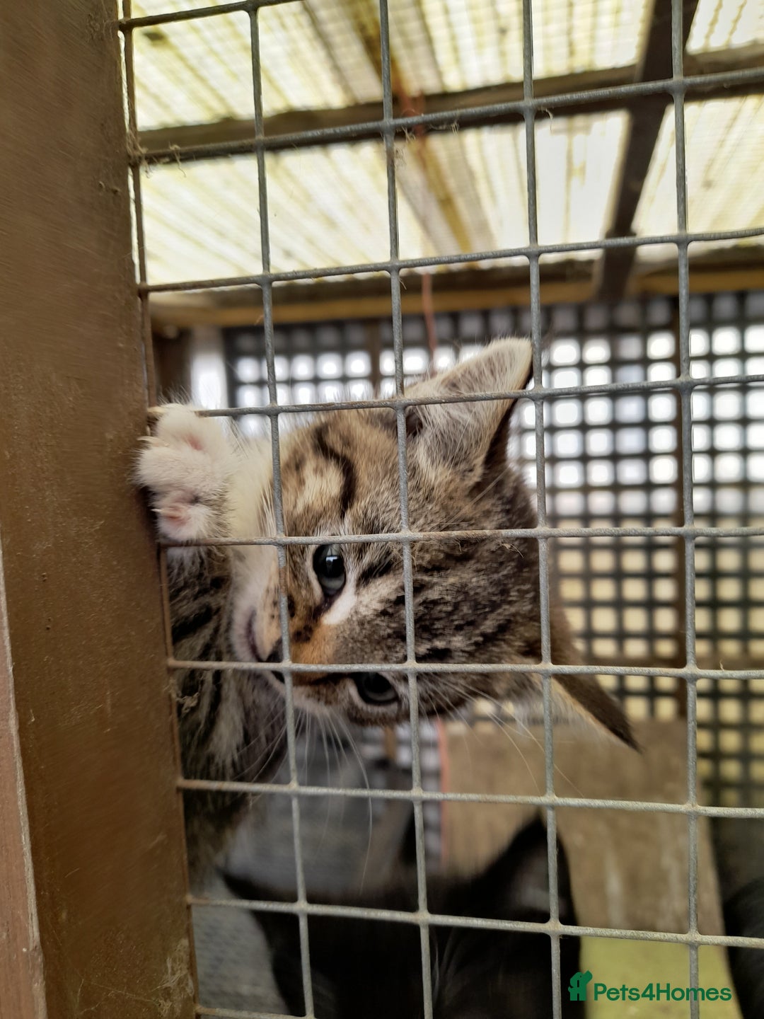 Aegean cats for sale: Agean x Kittens for sale - Image 9