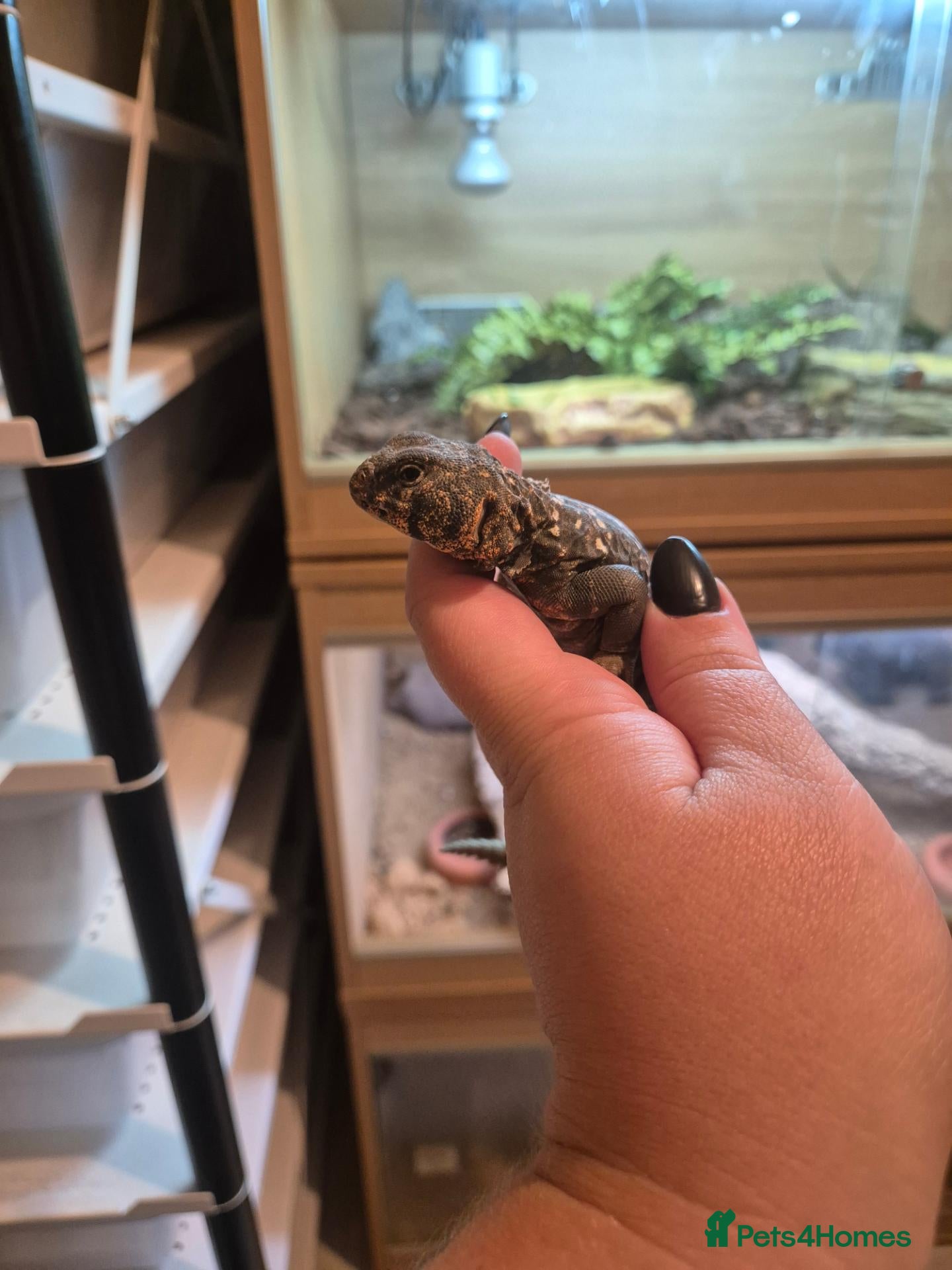 Mixed Breed invertebrates Reptile, lizards, crested gecko, snake collection  - Advert 2