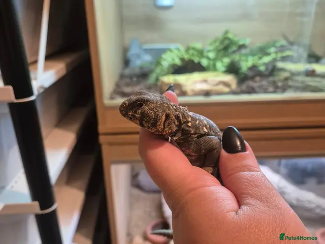 Mixed Breed invertebrates for sale: Reptile, lizards, crested gecko, snake collection - Advert 2