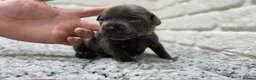 Staffordshire Bull Terrier dogs for sale: KC BLUE STAFFORDSHIRE BULL TERRIER PUPS - Advert 16