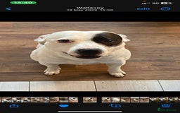 Staffordshire Bull Terrier dogs for stud: White Male Staffy for Stud (Free) - Image 2
