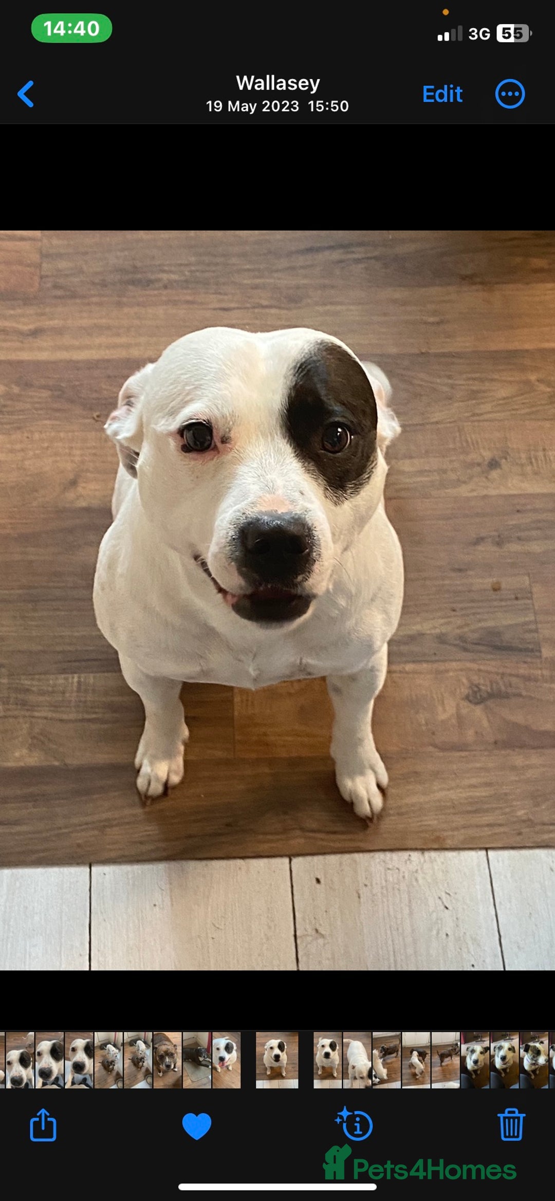 Staffordshire Bull Terrier dogs for stud: White Male Staffy for Stud (Free) - Image 2