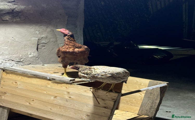Chickens poultry - Advert 15