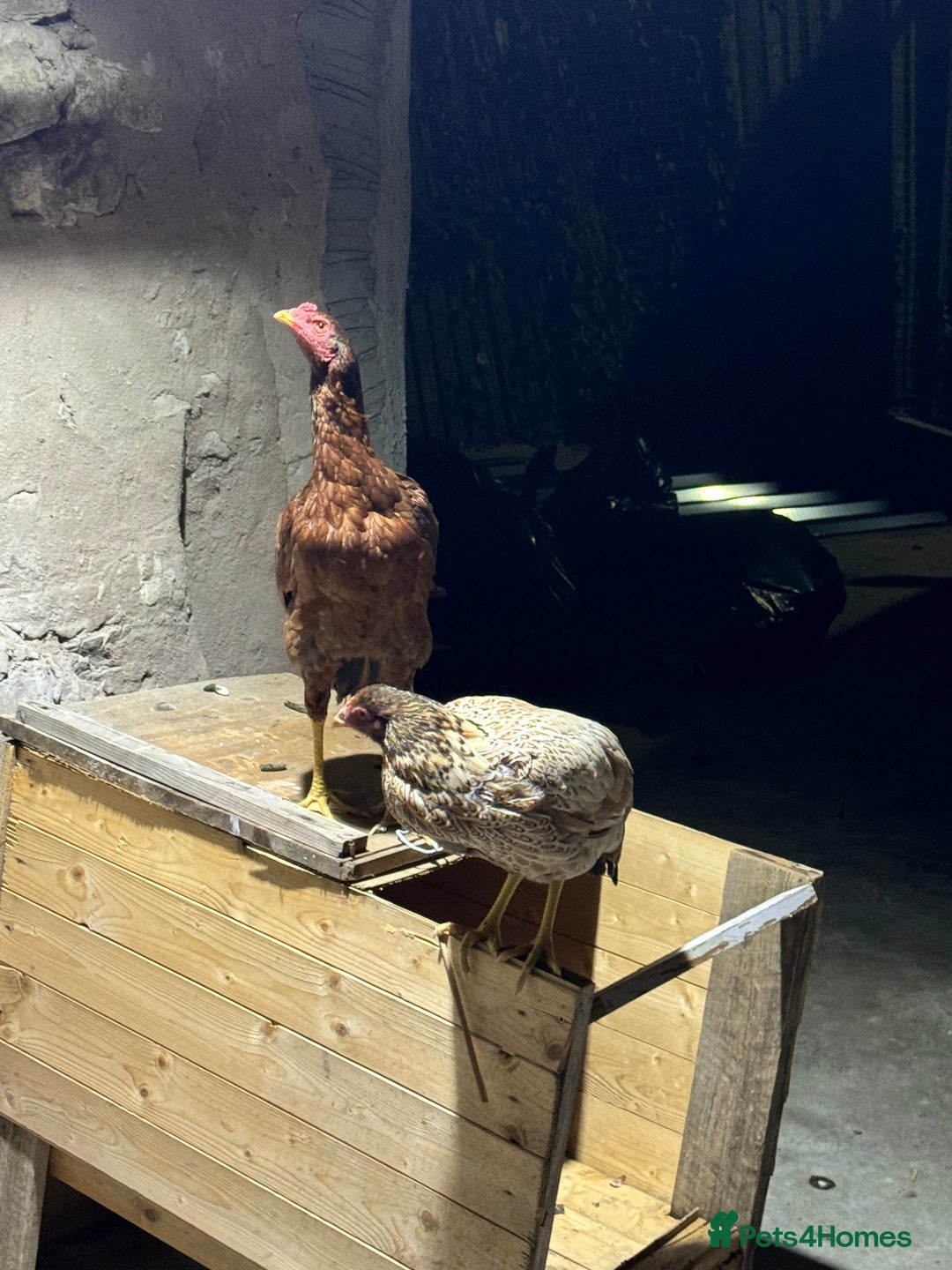 Chickens poultry for sale: Aseel Shamo GameFowl Cockfighting Chickens Pair - Image 1