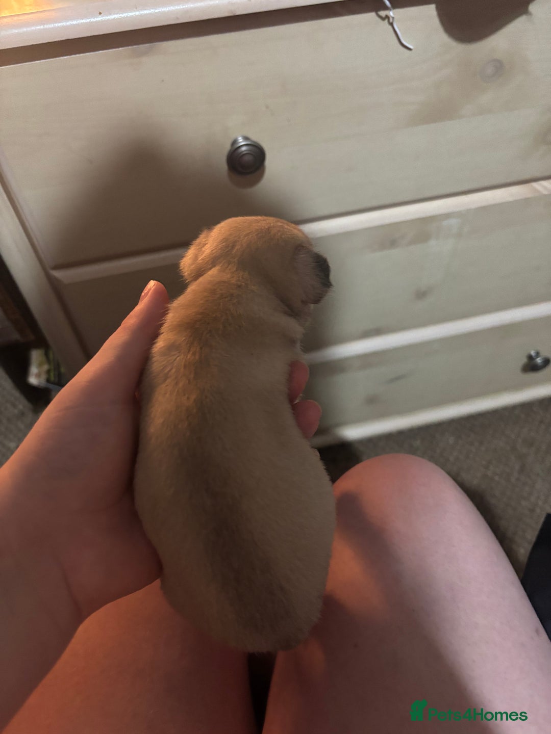Chihuahua dogs for sale: Mixed litter of chihuahuas forsake  - Image 8